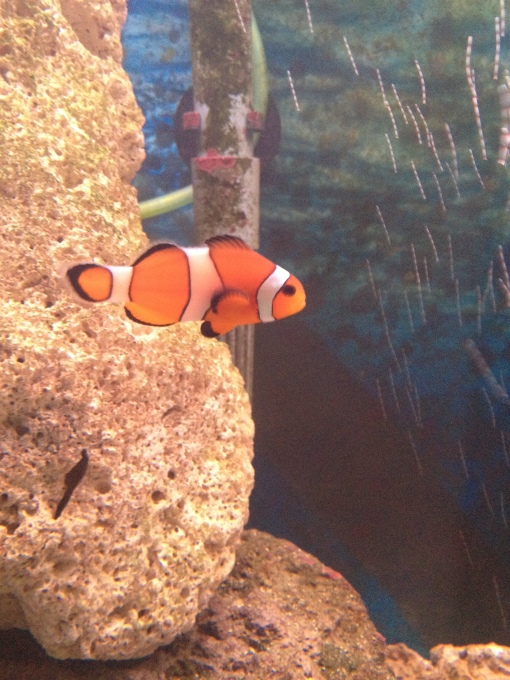 Beautiful Clown Fish