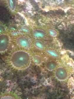 Button Coral