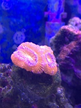 this coral has new babies